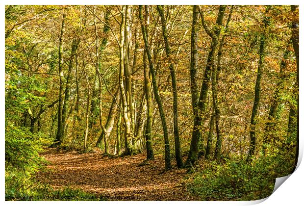 Autumn Woodland Walk south Wales November  Print by Nick Jenkins
