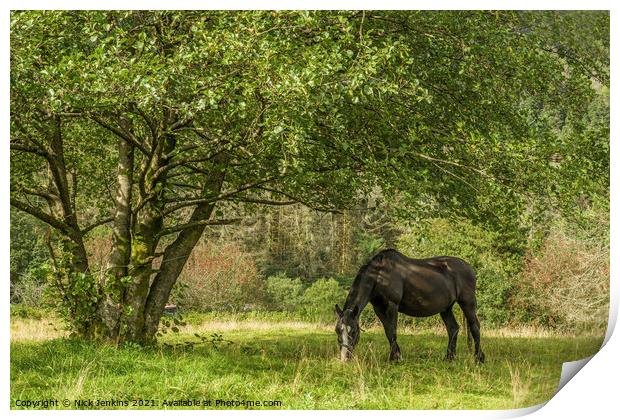 Black Horse feeding under Tree Rhondda Valley  Print by Nick Jenkins