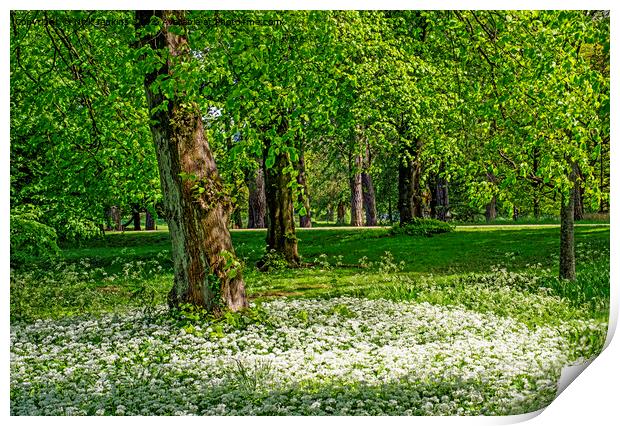 Spring Woodland and Ramsons Bute Park Cardiff Print by Nick Jenkins