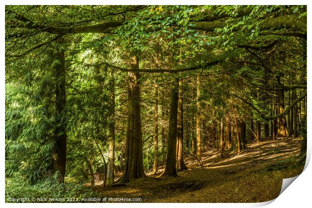 Pine Trees in Tyn y Coed Woodland near Cardiff Print by Nick Jenkins