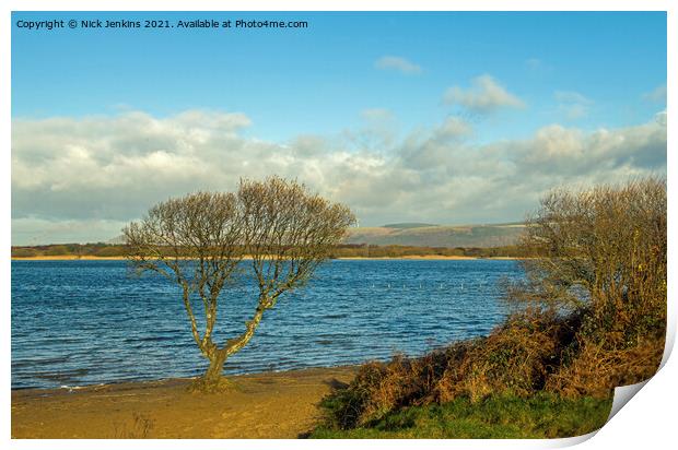 The solitary tree at Kenfig Pool south Wales Print by Nick Jenkins