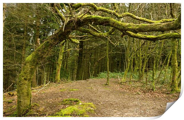 The Bent Old Tree Ynys Maelog Forest  Print by Nick Jenkins
