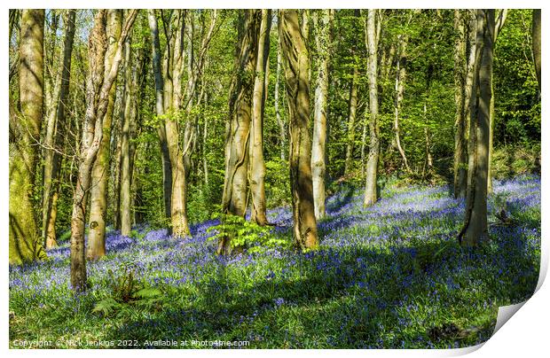 Bluebell Woods at Coed Cefn Crickhowell  Print by Nick Jenkins