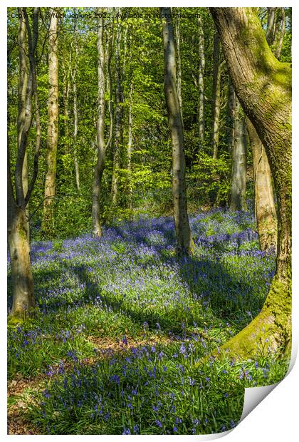 Coed Cefn Bluebell Woods above Crickhowell  Print by Nick Jenkins