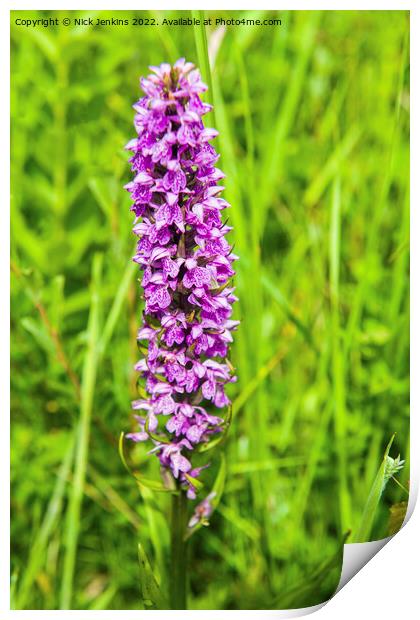 Southern Marsh Orchid South Wales Print by Nick Jenkins