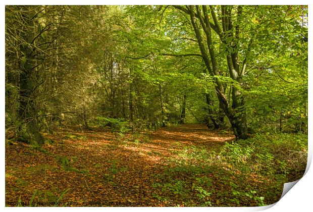 A Bright Sunny Patch in the Hensol Forest Autumn Print by Nick Jenkins