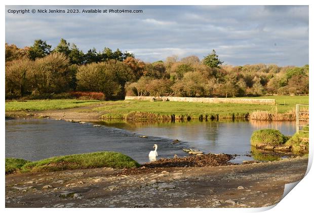 River Ogmore and Swan close to Ogmore Castle in No Print by Nick Jenkins