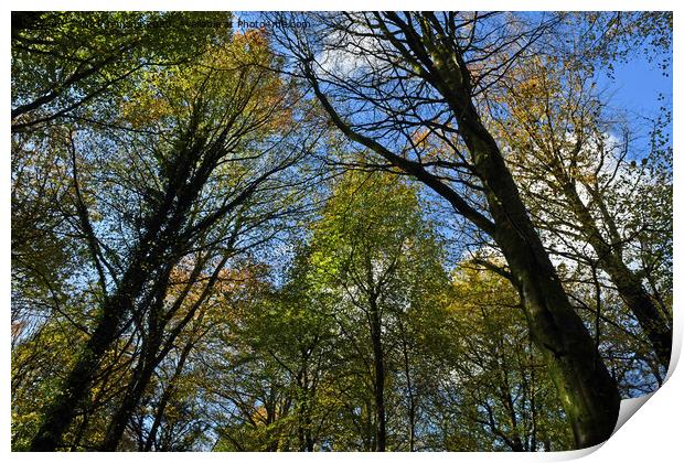 Upward Photograph of trees ahead in Autumn 2023  Print by Nick Jenkins
