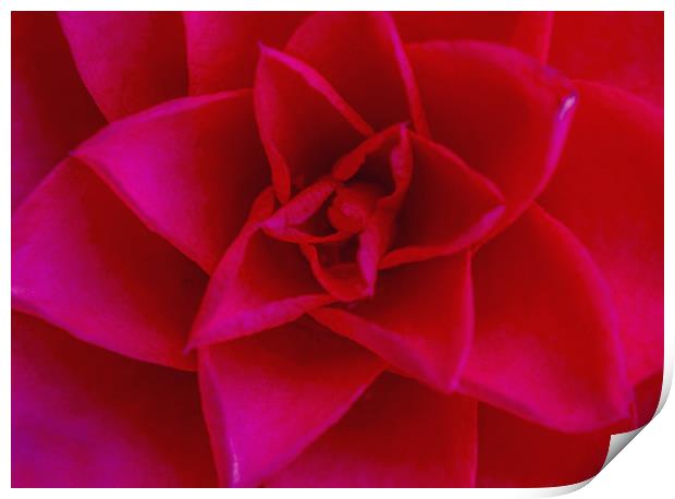 The Red Camellia Flower Print by Nick Jenkins