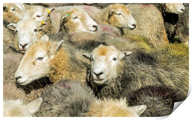 Herdwick Sheep All Together in the Lake District Print by Nick Jenkins