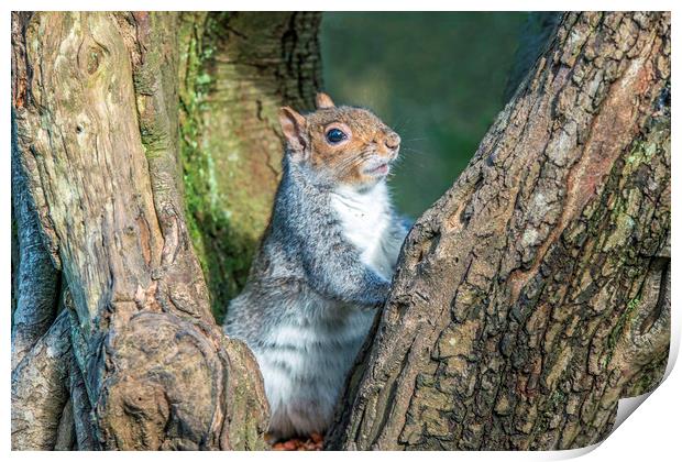 Grey Squirrel resting up a Tree Print by Nick Jenkins