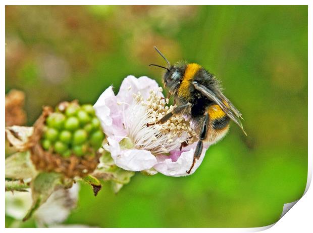Bumble Bee on Bramble Flower Print by Nick Jenkins