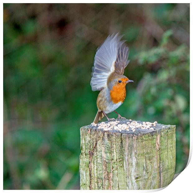 Feeding Robin with Wings Stretched Upwards Print by Nick Jenkins