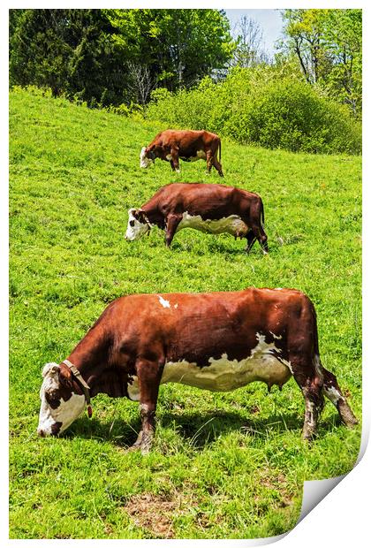 Three Cows in a row uphill French Alps Print by Nick Jenkins