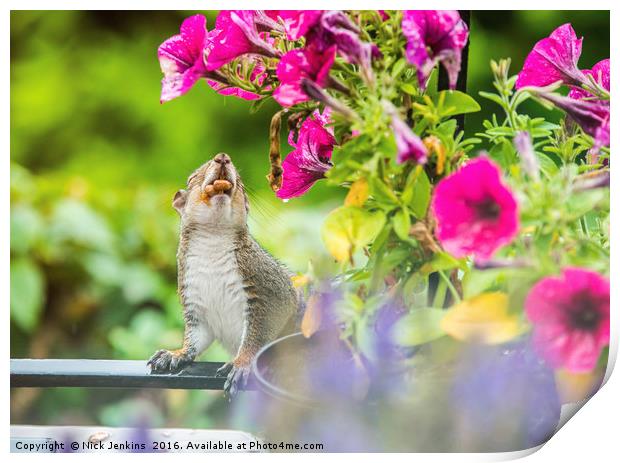 Squirrel on the Balcony Mouth full of Peanuts Print by Nick Jenkins