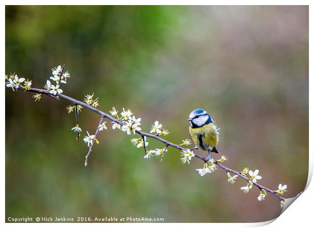 Blue Tit Sitting on Hawthorn Branch with blossoms Print by Nick Jenkins