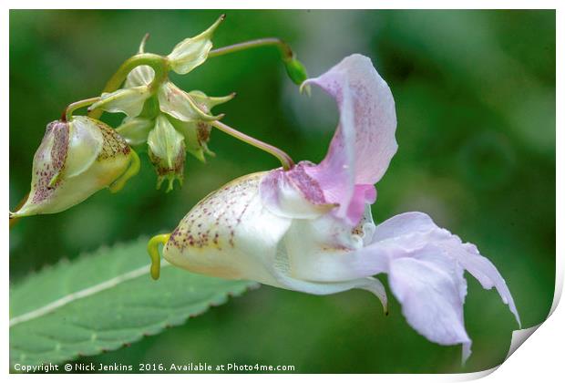 Himalayan Balsam Flower in Local Woodland Close up Print by Nick Jenkins
