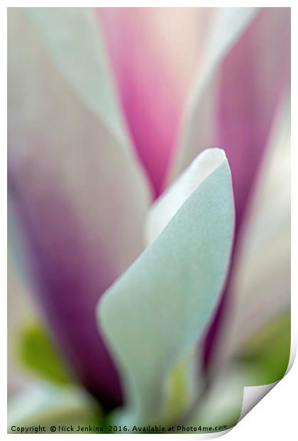 Artistically Presented Magnolia Flower in Spring  Print by Nick Jenkins