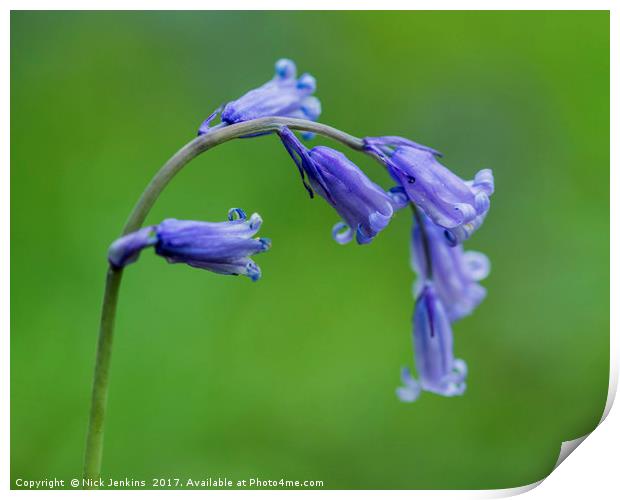Bluebell Flower Close Up Print by Nick Jenkins