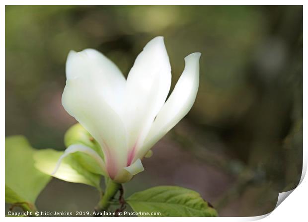 The Single White Magnolia Flower in Spring Print by Nick Jenkins
