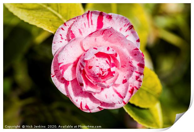 Japanese Camellia Flower in Early Spring Close up Print by Nick Jenkins