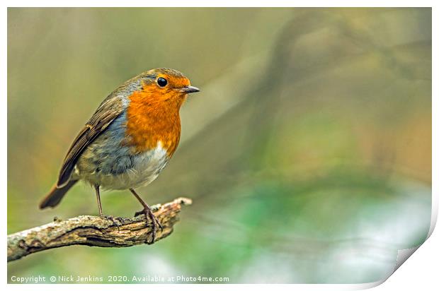 Robin Redbreast on tree branch in woodland  Print by Nick Jenkins