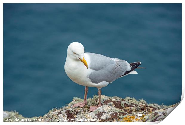Herring Gull on Skomer Island Clifftop  Print by Nick Jenkins