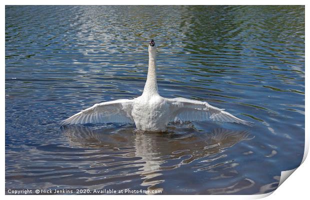 Swan at Full Stretch in a Lake Print by Nick Jenkins