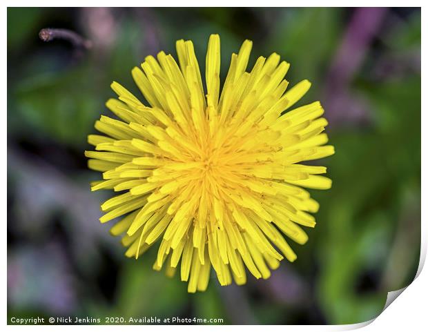 Dandelion Flower Close Up in Spring Close up Print by Nick Jenkins
