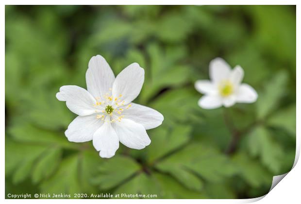 Two Wood Anemones in a Local Woodland Print by Nick Jenkins