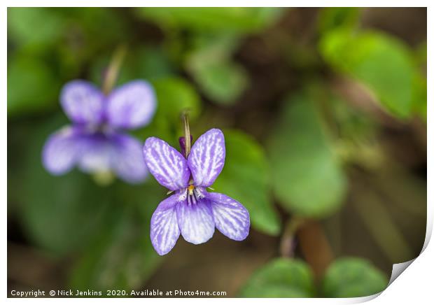 Sweet Violet or Viola ordorata in Spring Close up  Print by Nick Jenkins