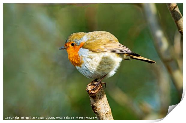 Robin with plumped up feathers on a twig January Print by Nick Jenkins