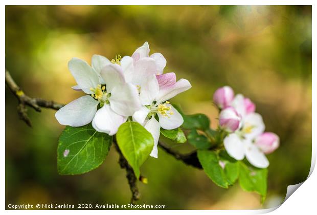 Apple Blossom in Springtime Print by Nick Jenkins
