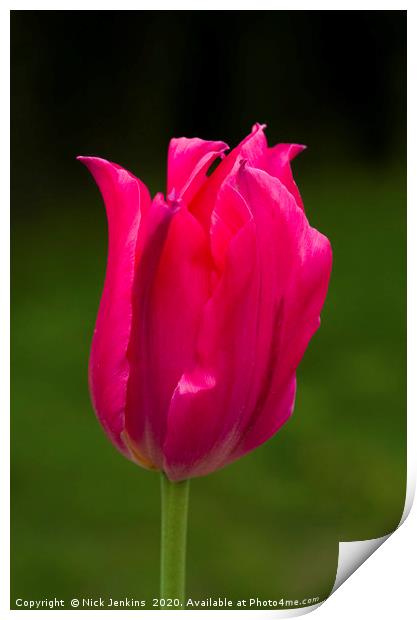 Close up of aRed tulip flower  Print by Nick Jenkins