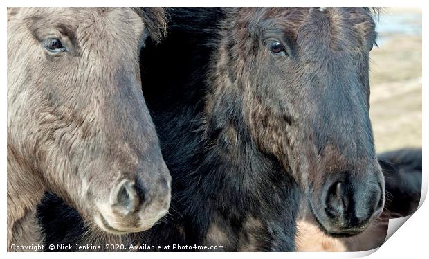 Two Icelandic Horses with their Heads in Close  Print by Nick Jenkins