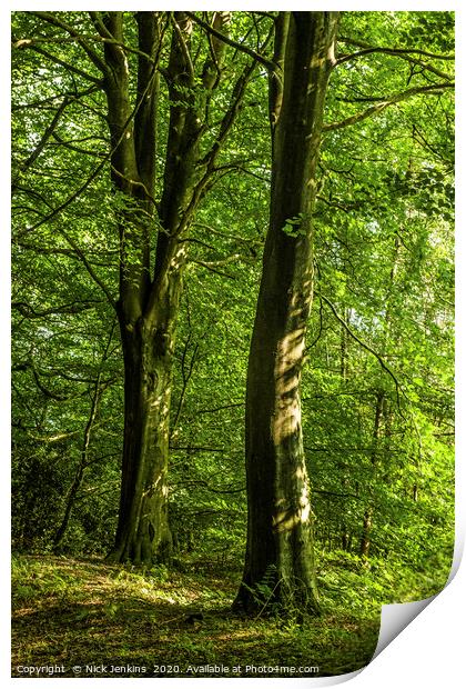 Wentwood Forest Monmouthshire Two Beech Trees Print by Nick Jenkins