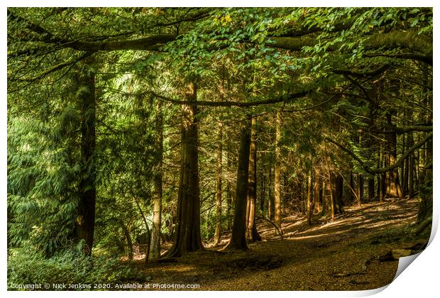 Pine Trees in a woodland near Cardiff south Wales Print by Nick Jenkins
