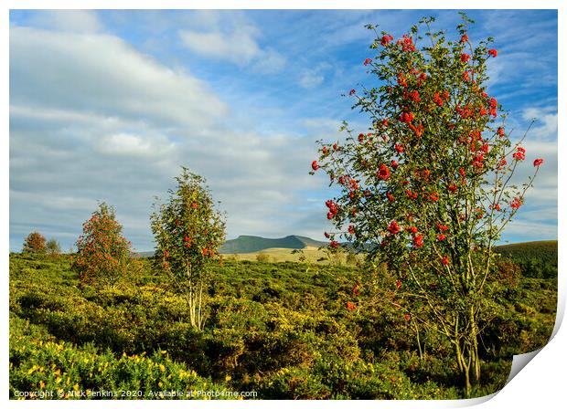 Brecon Beacons and Mountain Ash Trees  Print by Nick Jenkins