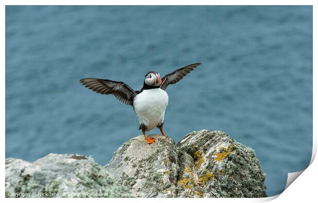 Puffin Stretching its wings on a clifftop rock Print by Nick Jenkins