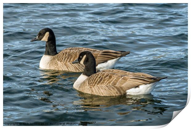 Two Canada Geese swimming together on a lake. Print by Nick Jenkins