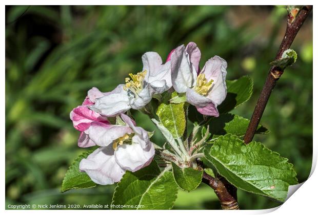 White and pink Crab Apple Blossom April 2020   Print by Nick Jenkins