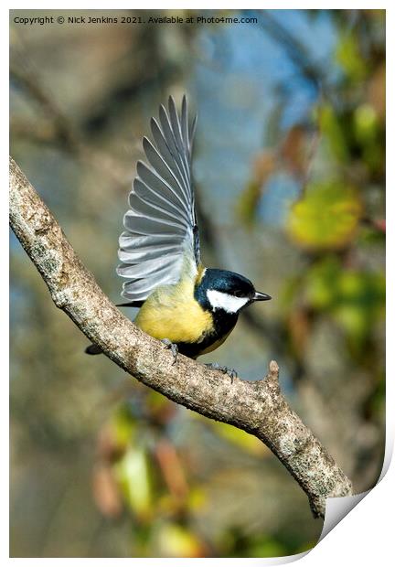 Great Tit with wings outspread (Parus Major) Print by Nick Jenkins