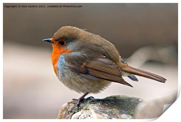 Robin on a rock with feathers fluffed up  Print by Nick Jenkins