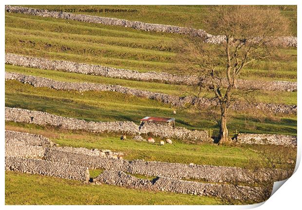Malhamdale Drystone Walling with sheep and tree Print by Nick Jenkins