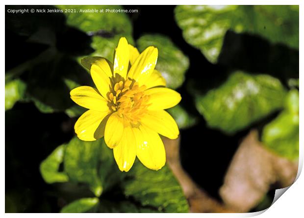 Lesser Celandine Ficaria verna flower in February  Print by Nick Jenkins