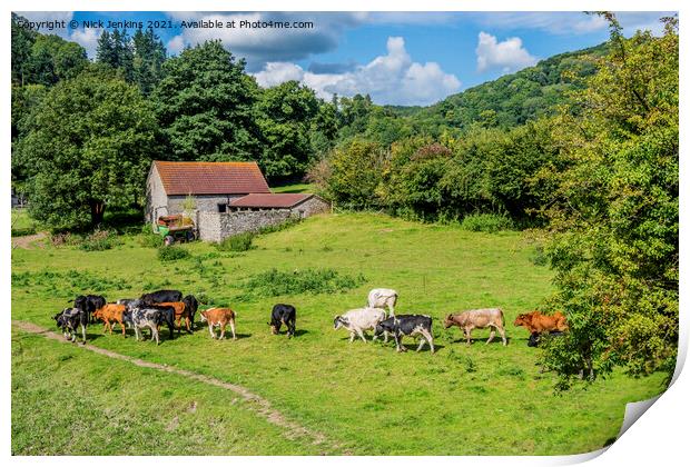 Cows in a Meadow Gloucestershire side of River Wye Print by Nick Jenkins