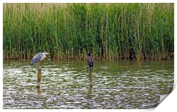 Heron and Cormorant on poles on a reedy cosmeston  Print by Nick Jenkins