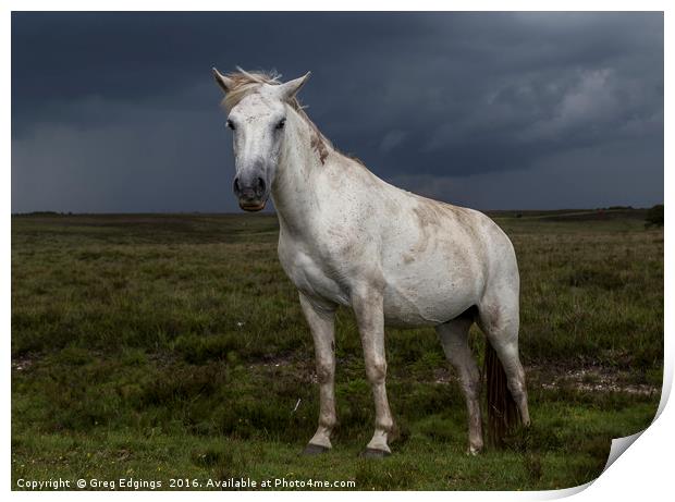 New Forest Pony Print by Greg Edgings
