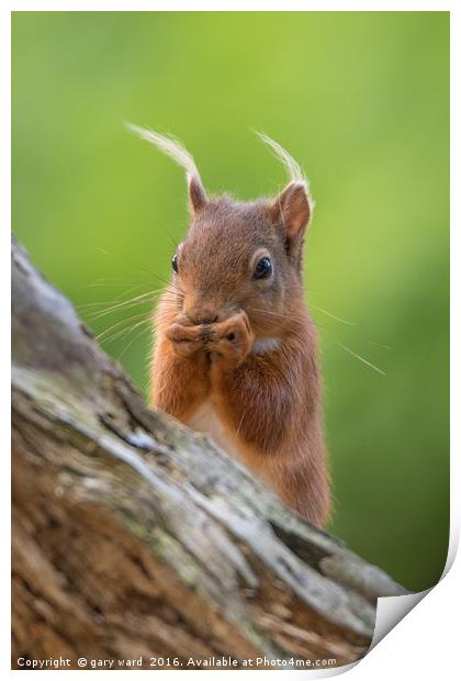 Red Squirrel  Print by gary ward