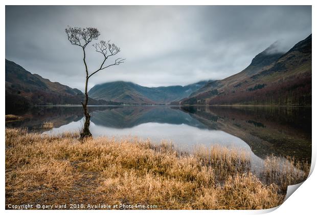 Buttermere Lone Tree Print by gary ward